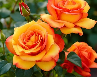 May include: Close-up of vibrant orange and yellow roses in full bloom, with a few buds and green leaves. The petals have a gradient of colors, from deep orange to bright yellow. The roses are in a garden setting.