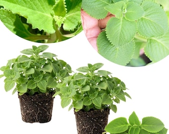 Set of 2 Cuban Oregano Live Plants, Green Oregano, 4-6 Inches Tall, Easy Care Herb Plants