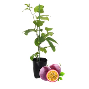 May include: A passion fruit plant in a black pot with green leaves and a green support stake. Two whole passion fruits and one cut in half, showing the yellow pulp, are next to the plant. The passion fruits are purple with a green stem.