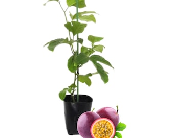 Purple Possum Passionfruit Plant Live – Passion Fruit Seedling, 4–9” Tall, No Pot
