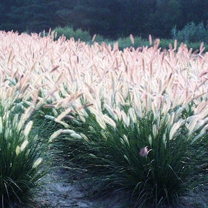 May include: A field of ornamental grass with feathery, light pink and white plumes. The green foliage is dense and lush, creating a contrast with the soft, airy flower heads. The background is a dark green, suggesting a natural setting.
