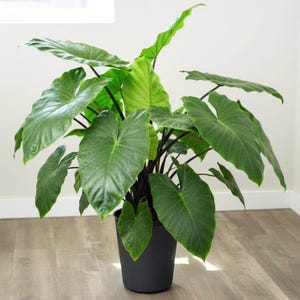 May include: A large, leafy Alocasia plant in a black pot. The plant features large, heart-shaped, green leaves with prominent veins. The pot is a dark gray color and sits on a wooden floor.