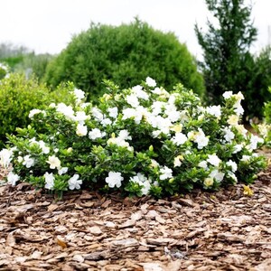 May include: A lush gardenia bush with numerous white flowers and green leaves. The plant is surrounded by mulch and set against a backdrop of green foliage. The flowers are in full bloom, creating a vibrant display.