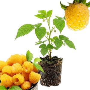 May include: A yellow raspberry plant with green leaves and a visible root ball, accompanied by a bowl filled with harvested yellow raspberries. The fruit has a textured, bumpy surface and a bright golden-yellow color, while the plant has stems.