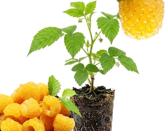 Gold Raspberry Plant Live, 4-6 Inches Tall, Raspberry Bushes for Backyard Gardens