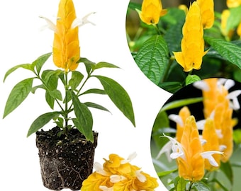 Yellow Shrimp Plant Live, Golden Shrimp Plants, 4-6 Inches Tall, Tropical Flowering Plant for Outdoor Garden
