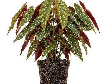Maculata Begonia Live Plants, Polka Dot Angel Wing Begonia Plant, 4-7" Tall, Rare Begonias for Indoor Houseplant