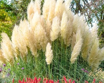 Pampas Grass Plants Live, White Grass Plant, Perennial and Ornamental Grasses Shrub for Landscaping, 4 to 7 Inches Height