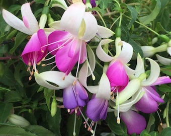 Dainty Fuchsia Plant Live, 4–9” Tall, White Purple Pink Hanging Fuchsia Flowers, No Pot