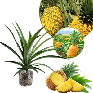 May include: Image of pineapples, including a plant with long green leaves and a root ball. Several ripe pineapples are shown, some whole and others sliced, with yellow flesh. The image also includes close-up shots of pineapples growing in a field.