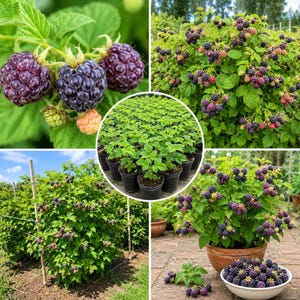 May include: A collage featuring blackberry plants with dark purple fruit, green leaves, and stems. The images show individual berries, a large bush, a field of potted seedlings, a trellised row, and a bowl filled with harvested blackberries.