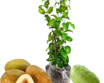 Giant Passionfruit Plant Live – 8–10 Inch Tall Tropical Passion Fruit Vine, No Pot