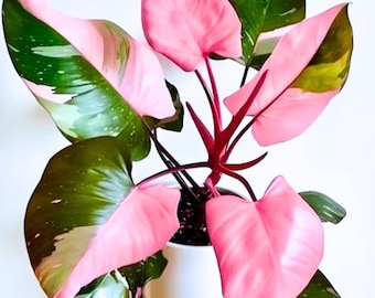 Pink Philodendron Plant Live, 4–9” Tall, Indoor Houseplant Live