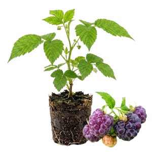 May include: A young raspberry plant with vibrant green leaves and a visible root ball of dark soil, accompanied by a cluster of ripe, deep purple blackberries with a textured surface and a small, pale, unripe berry attached to the green stem.