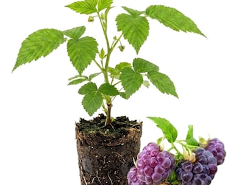 Glencoe Raspberry Plant Live, 4-6 Inches Tall, Dark Purple Raspberry Bushes for Backyard Gardens