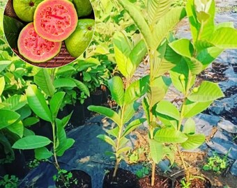 Pink Guava Plant Live, 5–9” Tall, No Pot, Tropical Fruit Tree Starter