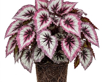 Fire Begonia Live Plants, Purple Silver Begonia Plant, 4-7" Tall, Rare Begonias for Indoor Houseplant