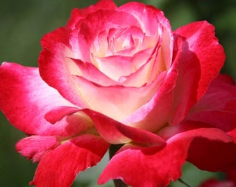 May include: A close-up of a vibrant rose with layers of red petals edged in white, transitioning to a soft yellow center. The flower is in full bloom, showcasing its intricate details against a blurred green background.