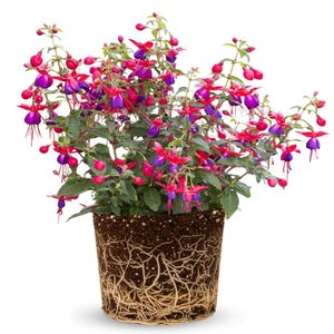 Angel Earrings Fuchsia Plant Live, 4–9” Tall, Cascading Pink Purple Fuchsia Flowers, No Pot