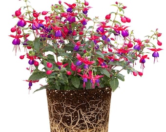 Angel Earrings Fuchsia Plant Live, 4–9” Tall, Cascading Pink Purple Fuchsia Flowers, No Pot