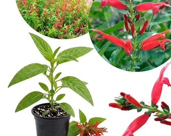Pineapple Sage Live Herb Plant, 4-6 Inches Tall, Fragrant Culinary Herb for Outdoor Garden