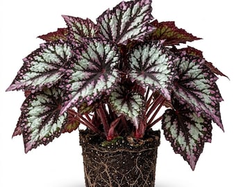 Summer Storm Begonia Live Plants, Silver Green Begonia Plant, 4-7" Tall, Rare Begonias for Indoor Houseplant