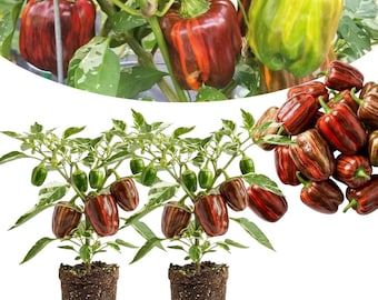Set of 2 Candy Cane Chocolate Cherry Pepper Plants, Live Pepper Plants, 4-6 Inches Tall