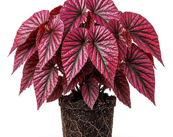 Brevirmosa Exotica Red Begonia Live Plants, Pink Red Begonia Plant, 4-7" Tall, Rare Begonias for Indoor Houseplant
