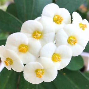May include: Close-up of a cluster of white flowers with yellow centers. The petals are smooth and rounded, with a slight curve. The yellow centers have a textured appearance. Green leaves are visible in the background.