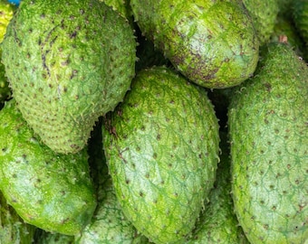 Soursop Plant Live, Annona Muricata, Well Rooted 6-10 Inches Tall, Tropical Fruit Plants