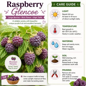 May include: An informational graphic for Raspberry Glencoe plants featuring purple berries on green leaves. The text includes care instructions for light, temperature, watering, soil, and pruning, noting a temperature range of 60-75&deg;F for growth.