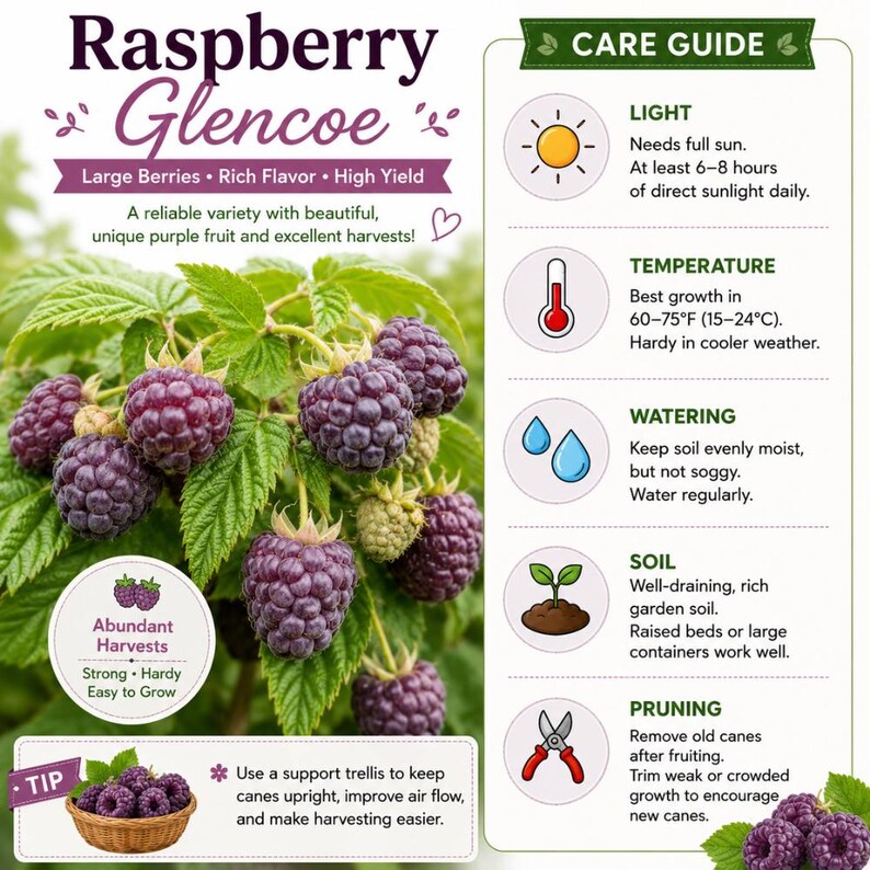 May include: An informational graphic for Raspberry Glencoe plants featuring purple berries on green leaves. The text includes care instructions for light, temperature, watering, soil, and pruning, noting a temperature range of 60-75&deg;F for growth.