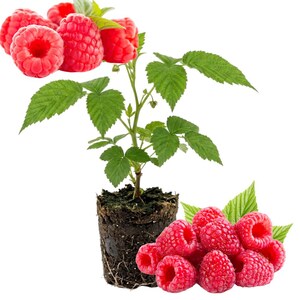 May include: A raspberry plant with a dark soil root ball, green leaves, and clusters of bright red raspberries. The plant features a central stem with foliage, while additional ripe raspberries are positioned at the base and top.
