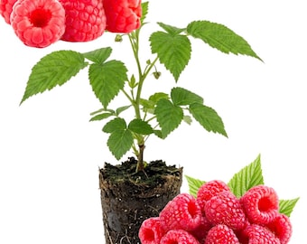 Live Caroline Raspberry Plant, 4-6 Inches Tall, Raspberry Bush for Backyard Gardens