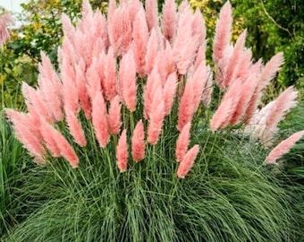 Pampas Grass Plants Live, Pink Grass Plant from 4 to 7 Inches Height, Perennial and Ornamental Grasses Shrub for Landscaping