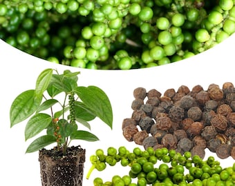 Piper Nigrum Plant, Live Black Pepper Plant, Starter Plants from 4-6 Inches Tall