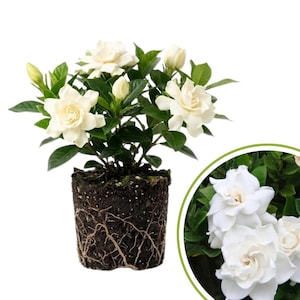 Frostproof Jasmine Plant Live, White Jasmine Flower Plant, Fragrant Flowers for Indoor Outdoor Gardening, 4 to 7 Inches Tall image 1