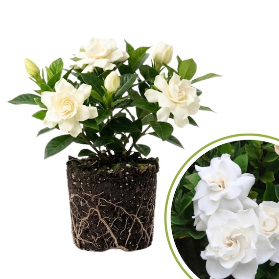 Frostproof Jasmine Plant Live, White Jasmine Flower Plant, Fragrant Flowers for Indoor Outdoor Gardening, 4 to 7 Inches Tall