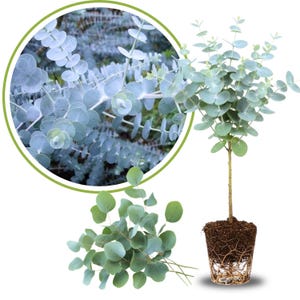 May include: An image of eucalyptus plants. The image shows a close-up of the leaves in a circular frame, a small tree in a pot, and a bundle of cut stems. The leaves are a muted blue-green color, and the tree has exposed roots.