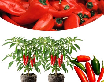 Set of 2 Serrano Pepper Plants, Live Pepper Plants, 4-6 Inches Tall