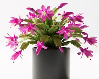 Purple Christmas Cactus Live Plant in 3" Pot, Holiday Cactus, Flowering Succulent Houseplant, 2PPP