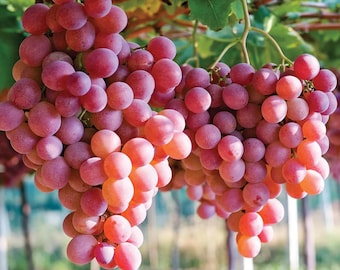 Red Grape Plant Live – Sweet Grape Vine, 4–9” Tall, No Pot