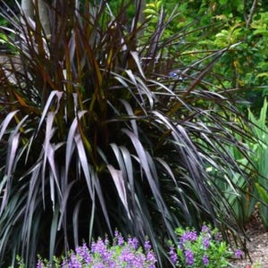 May include: A close-up of a decorative plant with long, slender, dark purple leaves. The plant has a fountain-like shape, with the leaves arching outwards. Small purple flowers are at the base of the plant, with green foliage in the background.
