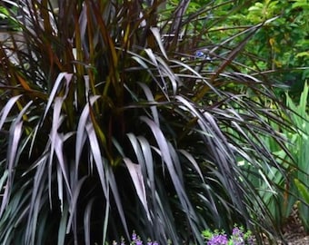 Black Fountain Grass Plant Live – Ornamental Grass, 4–9” Tall, No Pot