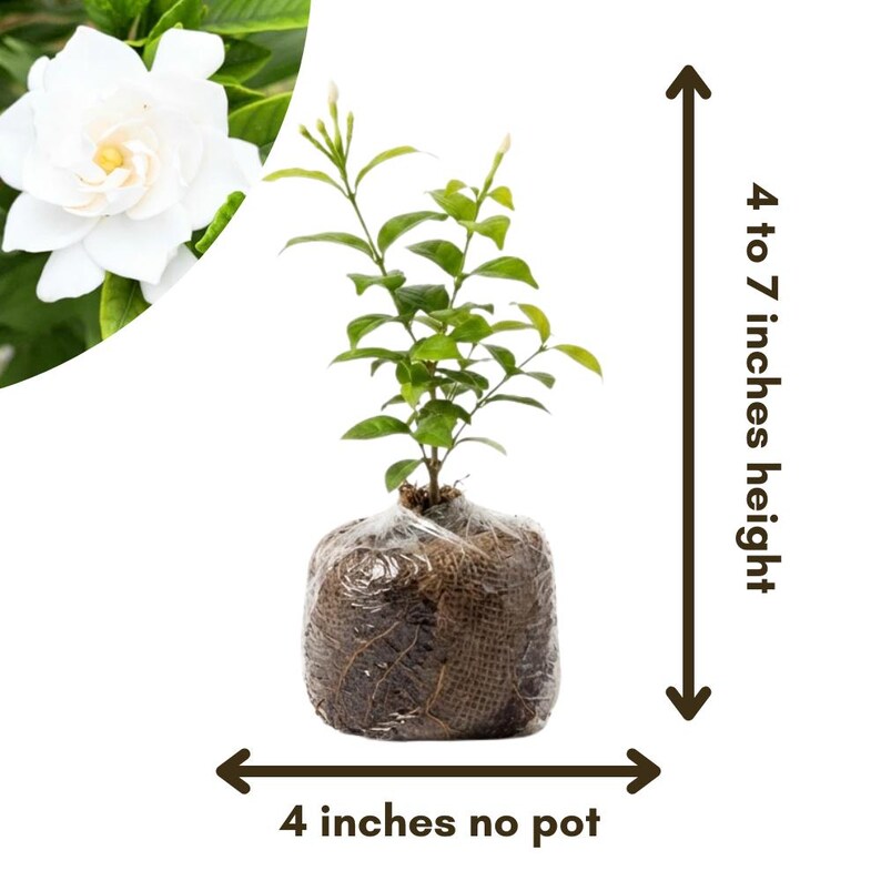 May include: A gardenia plant with green leaves and white flowers. The plant is 4 to 7 inches in height and 4 inches wide, without the pot. The plant is wrapped in burlap and plastic.