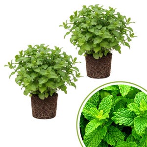 May include: Two potted mint plants with vibrant green leaves and exposed roots. A close-up of the mint leaves is in a circular frame. The plants are set against a white background.