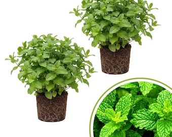 Set 2 Peppermint Plant Live, Fresh Herb Shrub from 4-6 Inches Tall, Mint Herb Plants Live, Edible and Fragrant Leaves