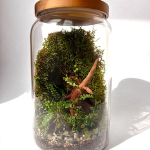 Puede incluir: Un terrario de vidrio con tapa de madera, lleno de musgo verde, pequeñas plantas y un trozo de madera flotante. El terrario está sobre una superficie blanca, con sombras de la luz solar. El frasco cilíndrico transparente muestra los elementos naturales.