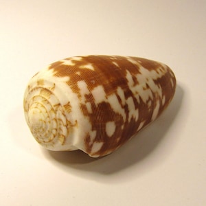 May include: A cone-shaped seashell featuring a smooth, polished surface with a distinct pattern of irregular, mottled brown markings against a creamy white background, showcasing a spiral apex and a tapered, elongated body structure.