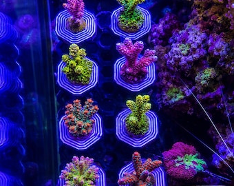 Wall Hanging Coral Frag Rack